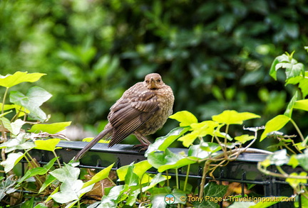 Even the birds come to enjoy the Archives Nationales gardens